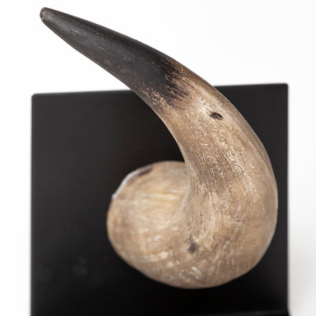 Nickerson (Set of 2) Bull Horn Bookends by Mercana at Eve Furniture