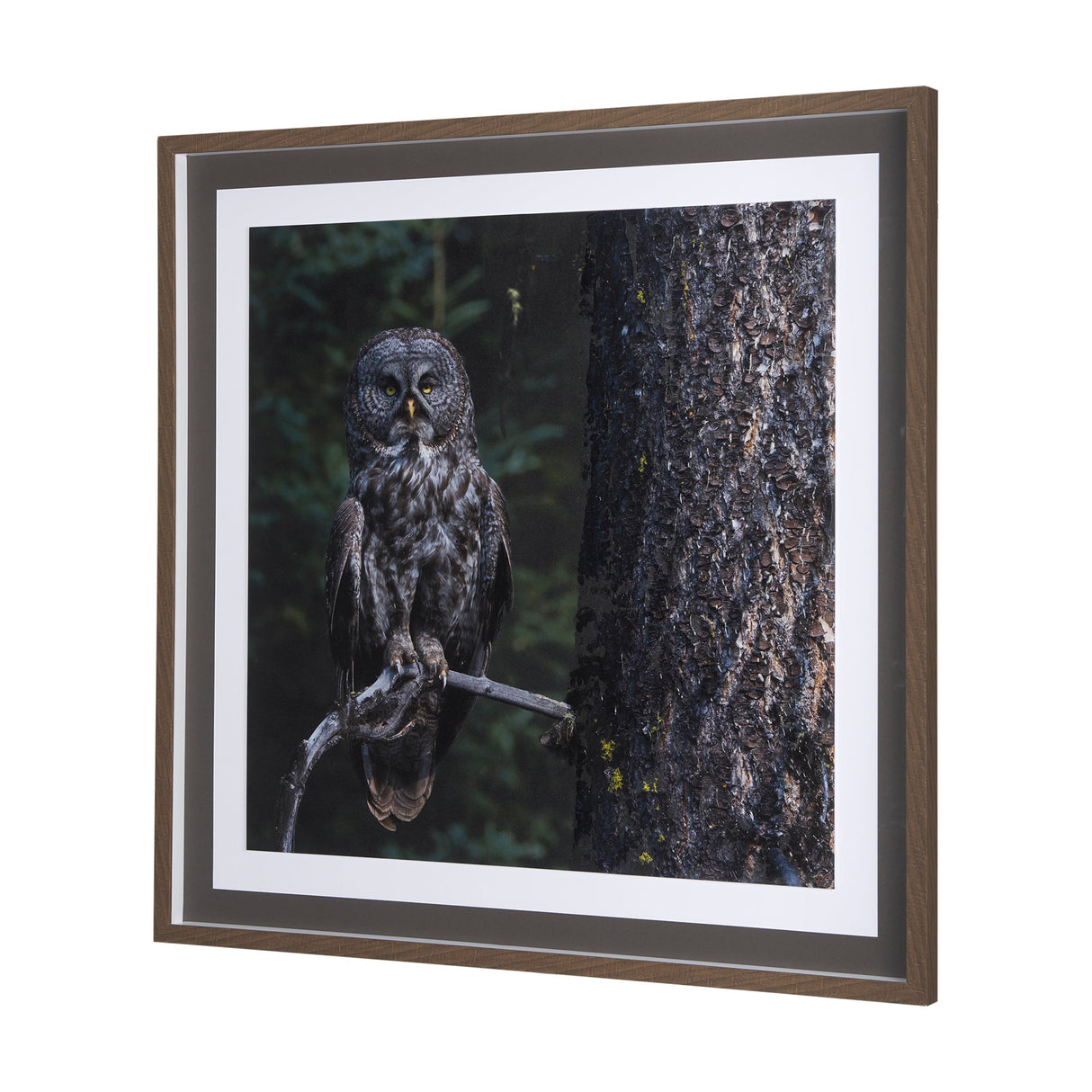 Night Owl by Chad Mackay a Hand Embellished Textured Framed Photo Art Print Matted under Glass by Mercana at Eve Furniture