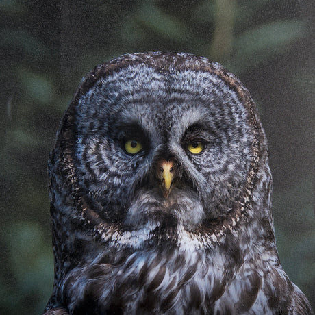 Night Owl by Chad Mackay a Hand Embellished Textured Framed Photo Art Print Matted under Glass by Mercana at Eve Furniture