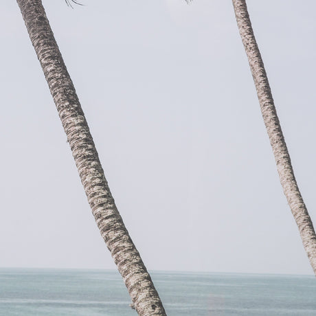 Ocean Breeze Palms by Shot By Clint Framed Photo Print Matted under Glass by Mercana at Eve Furniture