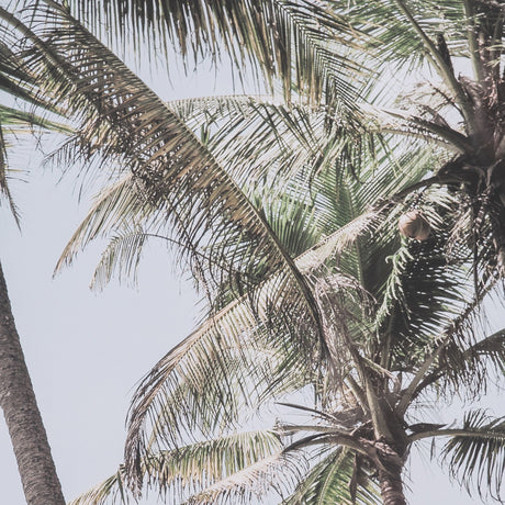 Ocean Breeze Palms by Shot By Clint Framed Photo Print Matted under Glass by Mercana at Eve Furniture