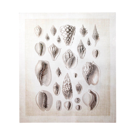 Ocean Shell Collection I by Christopher James a Hand Embellished Textured Canvas by Mercana at Eve Furniture