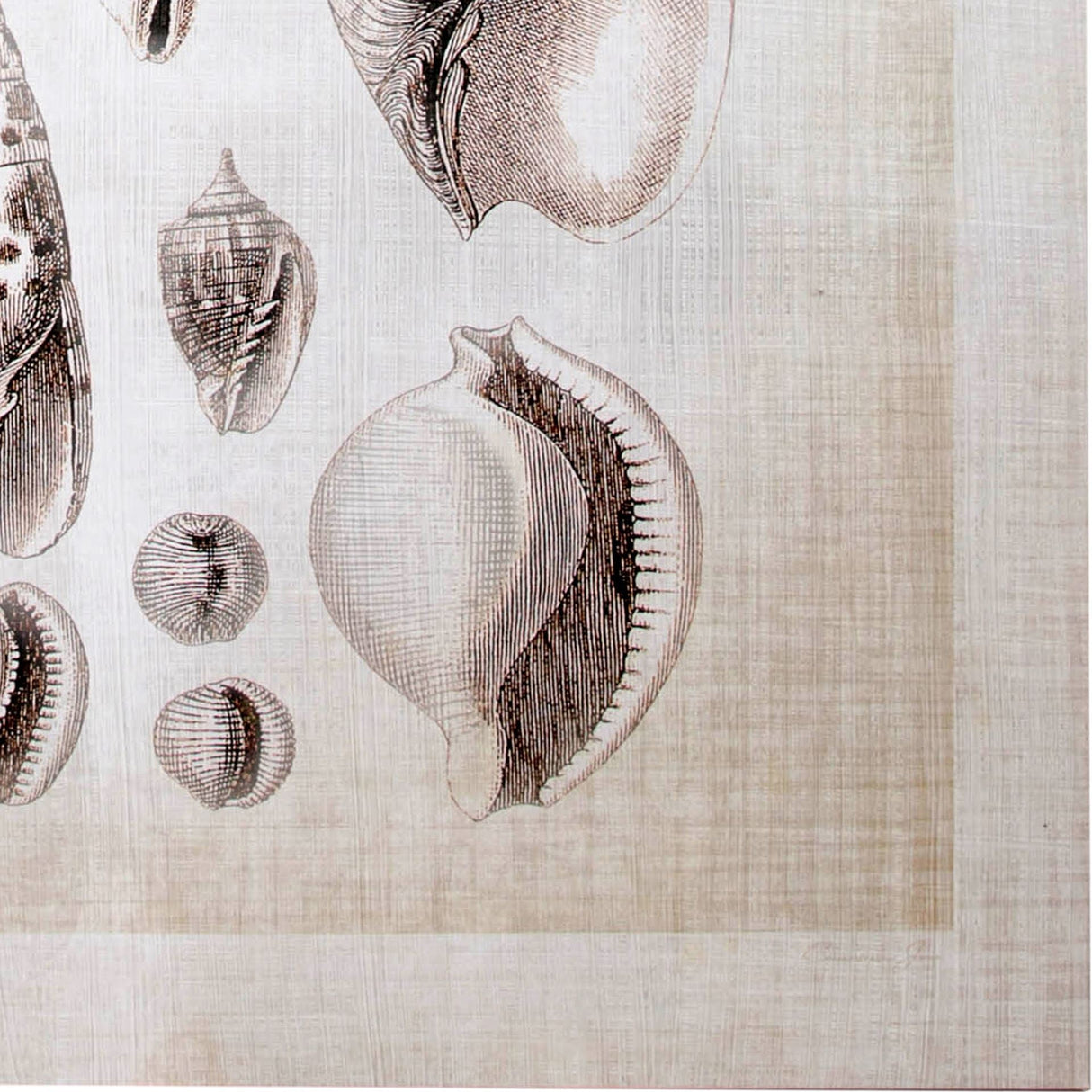 Ocean Shell Collection I by Christopher James a Hand Embellished Textured Canvas by Mercana at Eve Furniture