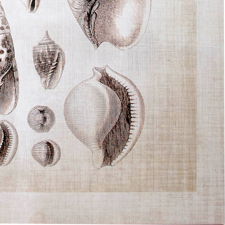 Ocean Shell Collection I by Christopher James a Hand Embellished Textured Canvas by Mercana at Eve Furniture