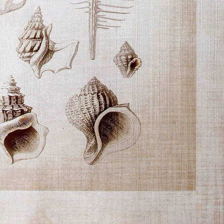 Ocean Shell Collection II by Christopher James a Hand Embellished Textured Canvas by Mercana at Eve Furniture