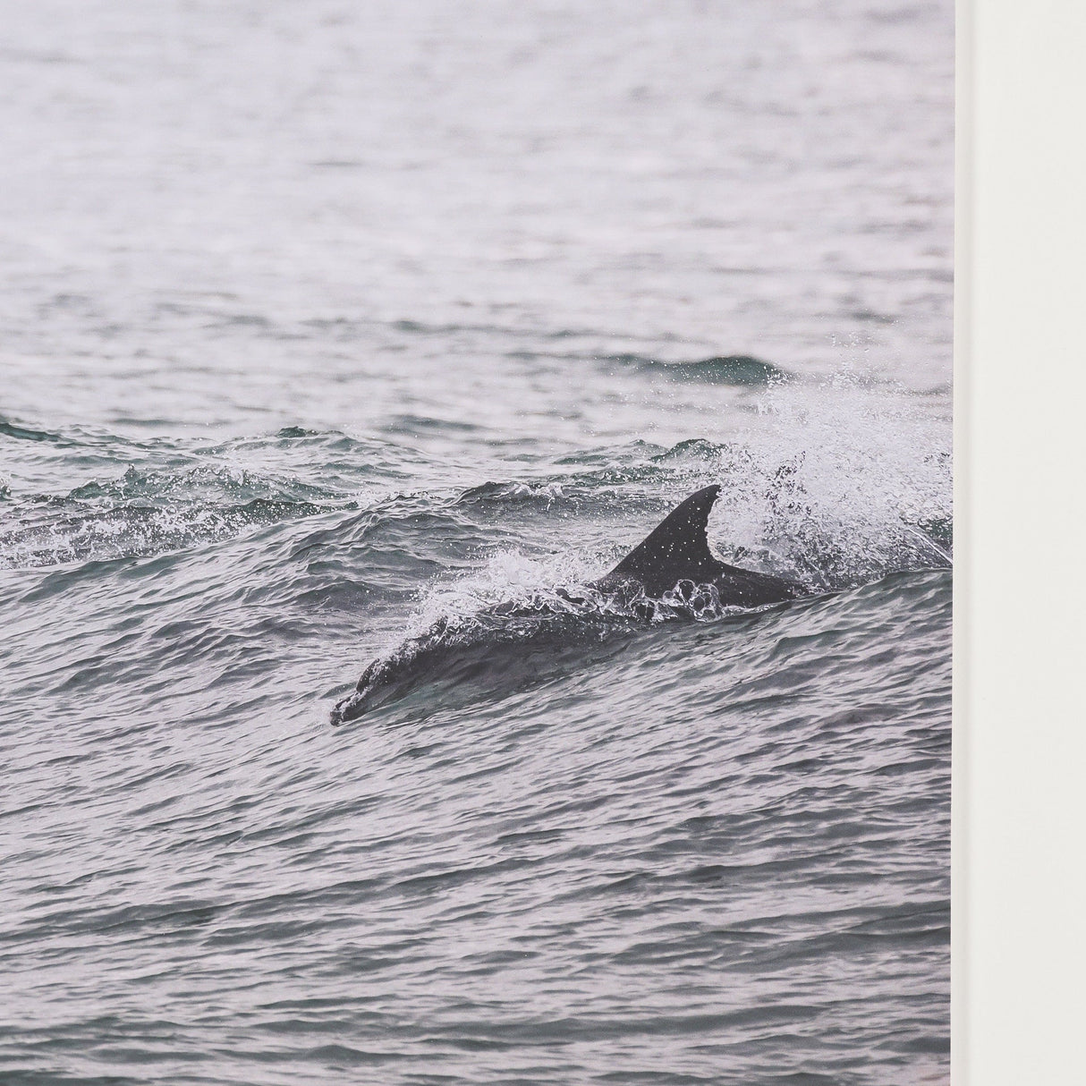 Ocean's Dance by Shot By Clint Framed Photo Print Matted under Glass by Mercana at Eve Furniture