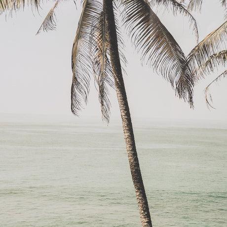 Oceanside Palms by Shot By Clint Framed Photo Print Matted under Glass by Mercana at Eve Furniture