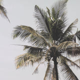 Oceanside Palms by Shot By Clint Framed Photo Print Matted under Glass by Mercana at Eve Furniture