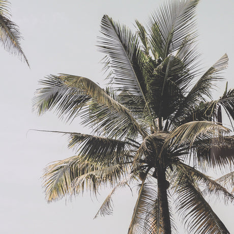Oceanside Palms by Shot By Clint Framed Photo Print Matted under Glass by Mercana at Eve Furniture