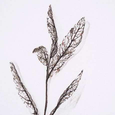 Olive Branch I by Gabrielle a Framed Art Print Matted under Glass by Mercana at Eve Furniture