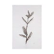 Olive Branch I by Gabrielle Campbell a Hand Embellished Textured Canvas by Mercana at Eve Furniture