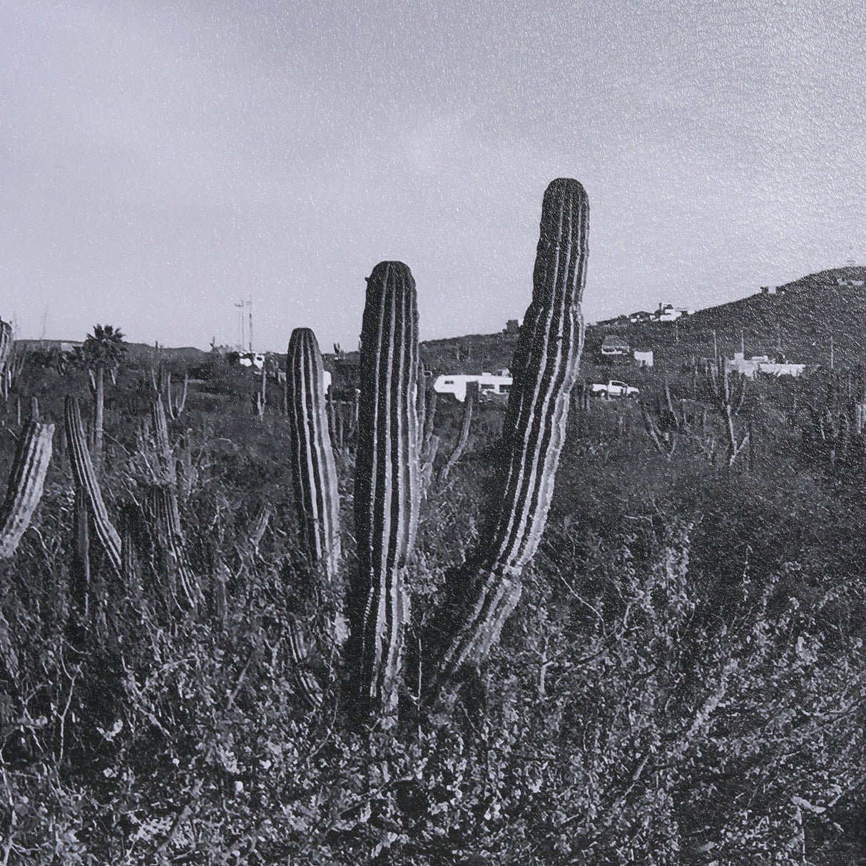 On The Ranch Cactus I by Norm Stelfox Hand Embelished Textured Framed Photo Art Print Matted under G by Mercana at Eve Furniture