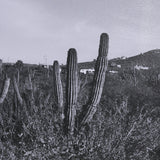On The Ranch Cactus I by Norm Stelfox Hand Embelished Textured Framed Photo Art Print Matted under G by Mercana at Eve Furniture