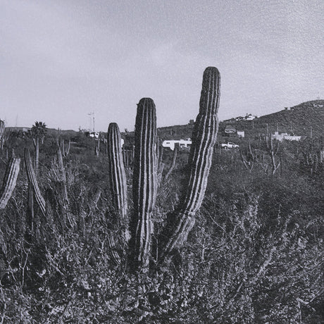 On The Ranch Cactus I by Norm Stelfox Hand Embelished Textured Framed Photo Art Print Matted under G by Mercana at Eve Furniture
