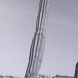 On The Ranch Cactus I by Norm Stelfox Hand Embelished Textured Framed Photo Art Print Matted under G by Mercana at Eve Furniture