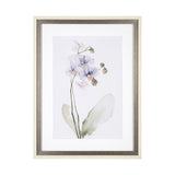 Orchid I by Gabrielle Campbell a Framed Art Print Matted under Glass by Mercana at Eve Furniture