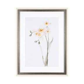 Orchid II by Gabrielle Campbell a Framed Art Print Matted under Glass by Mercana at Eve Furniture