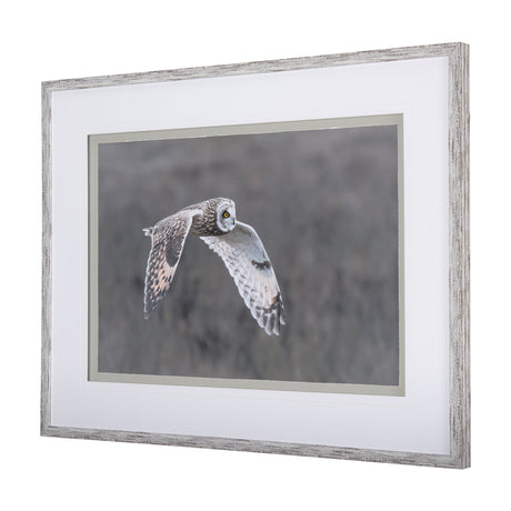 Owl in Flight by Chad Mackay a Framed Photo Art Print Matted under Glass by Mercana at Eve Furniture