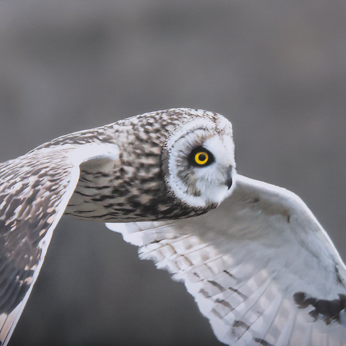 Owl in Flight by Chad Mackay a Framed Photo Art Print Matted under Glass by Mercana at Eve Furniture