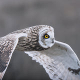 Owl in Flight by Chad Mackay a Framed Photo Art Print Matted under Glass by Mercana at Eve Furniture