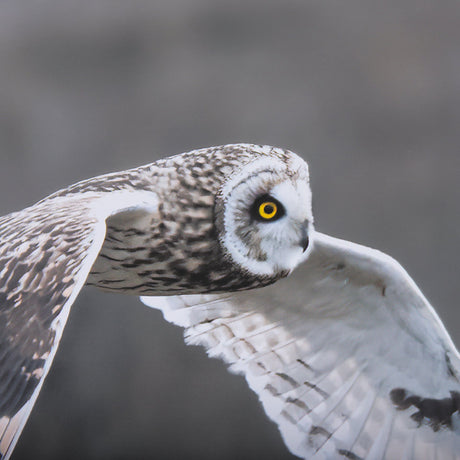 Owl in Flight by Chad Mackay a Framed Photo Art Print Matted under Glass by Mercana at Eve Furniture
