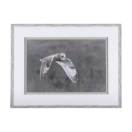 Owl in Flight by Chad Mackay a Framed Photo Art Print Matted under Glass by Mercana at Eve Furniture