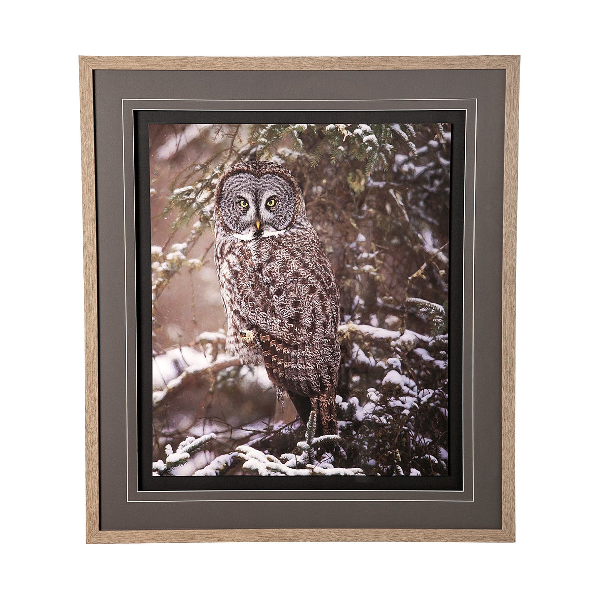 Owl in the Snow by PHBurchett a Framed Photo Art Print Matted under Glass by Mercana at Eve Furniture