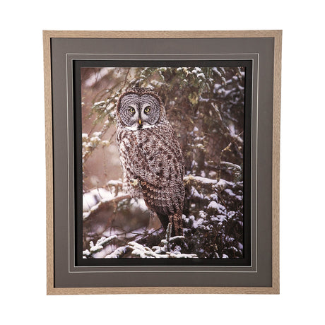 Owl in the Snow by PHBurchett a Framed Photo Art Print Matted under Glass by Mercana at Eve Furniture