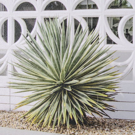 Palm Springs Villa Puerta Naranja Irene Suchocki Hand Embellished Framed Photo Art Print Matted unde by Mercana at Eve Furniture