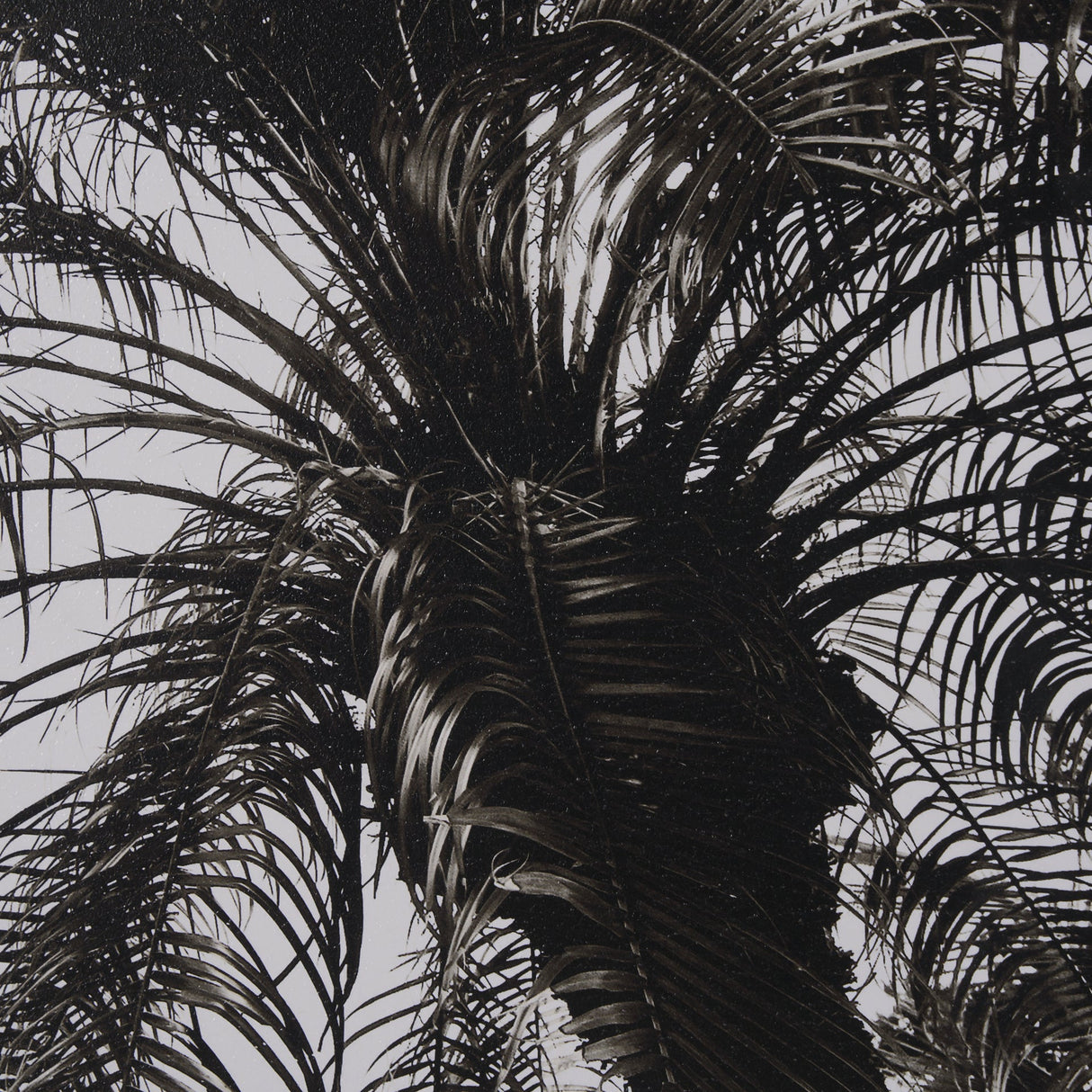 Palm Tree Sepia I by Debra Van Swearingen a Hand Embellished Framed Photo Art Print Matted under Gla by Mercana at Eve Furniture