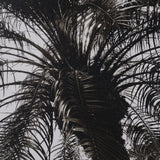 Palm Tree Sepia I by Debra Van Swearingen a Hand Embellished Framed Photo Art Print Matted under Gla by Mercana at Eve Furniture