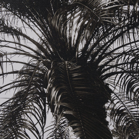 Palm Tree Sepia I by Debra Van Swearingen a Hand Embellished Framed Photo Art Print Matted under Gla by Mercana at Eve Furniture