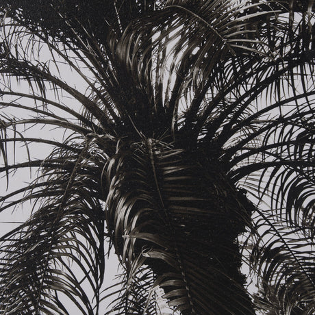 Palm Tree Sepia II by Debra Van Swearingen a Hand Embellished Framed Photo Art Print Matted under G by Mercana at Eve Furniture
