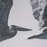Pelican Beach by Nathan Larson a Hand Embellished Framed Photo Art Print Matted under Glass by Mercana at Eve Furniture