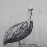 Pelican Stories by Nathan Larson Framed Art Print Matted under Glass by Mercana at Eve Furniture
