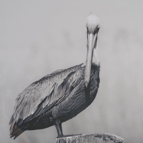 Pelican Stories by Nathan Larson Framed Art Print Matted under Glass by Mercana at Eve Furniture