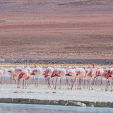Pink Flamingoes by Richard Silver Hand Embelished Framed Artwork Matted under Glass by Mercana at Eve Furniture