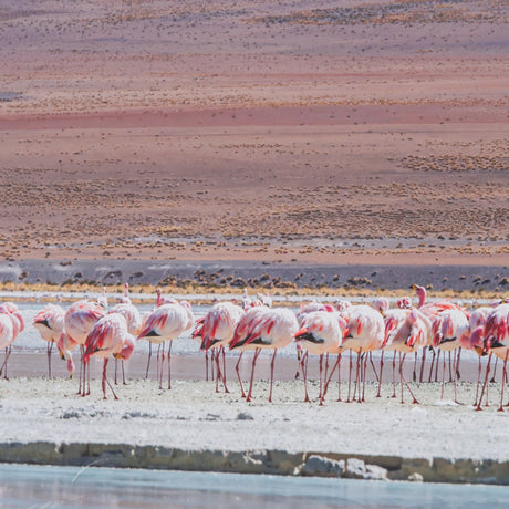 Pink Flamingoes by Richard Silver Hand Embelished Framed Artwork Matted under Glass by Mercana at Eve Furniture