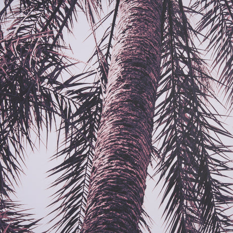 Pink Palms Horizontal by Deborah Revell a Framed Photo Art Print Matted under Glass by Mercana at Eve Furniture