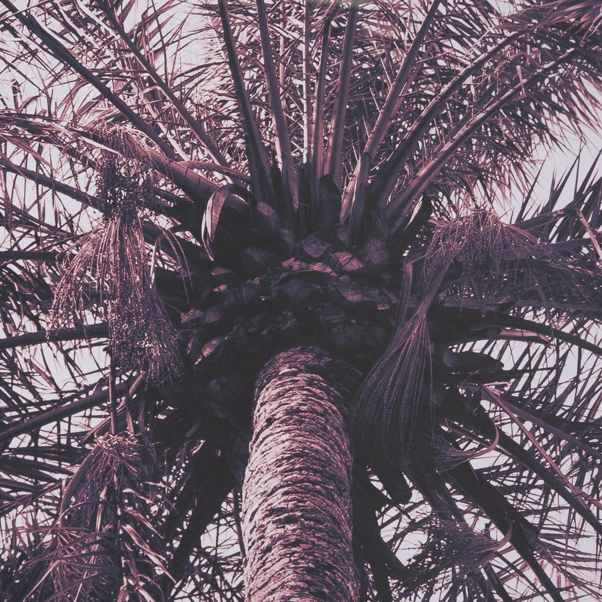Pink Palms Horizontal by Deborah Revell a Framed Photo Art Print Matted under Glass by Mercana at Eve Furniture