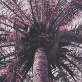 Pink Palms Horizontal by Deborah Revell a Framed Photo Art Print Matted under Glass by Mercana at Eve Furniture