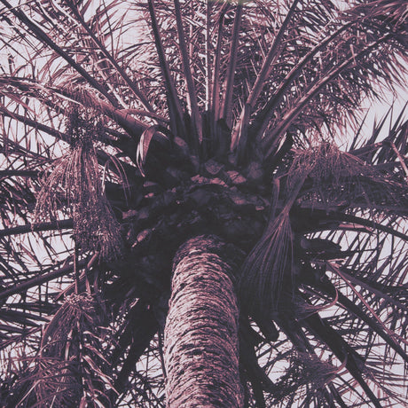 Pink Palms Horizontal by Deborah Revell a Framed Photo Art Print Matted under Glass by Mercana at Eve Furniture