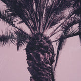 Pink Palms I by Deborah Revell a Hand Embellished Framed Photo Art Print by Mercana at Eve Furniture