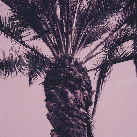 Pink Palms I by Deborah Revell a Hand Embellished Framed Photo Art Print by Mercana at Eve Furniture