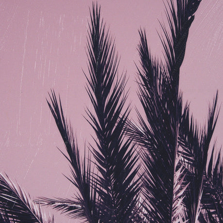 Pink Palms I by Deborah Revell a Hand Embellished Framed Photo Art Print by Mercana at Eve Furniture