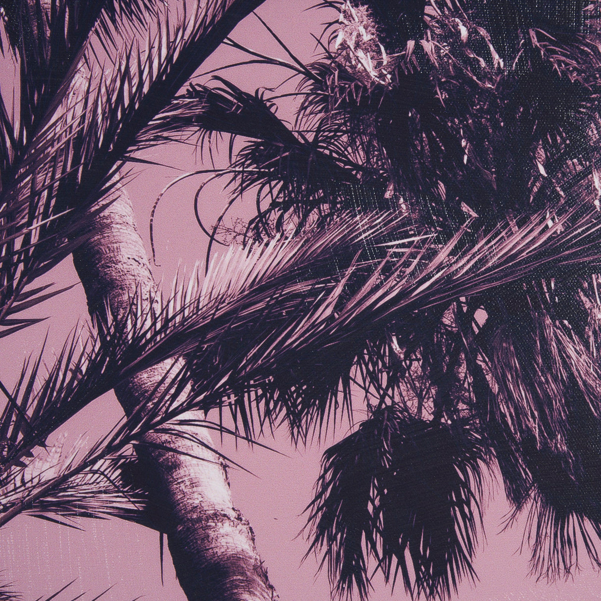 Pink Palms II by Deborah Revell a Hand Embellished Framed Photo Art Print by Mercana at Eve Furniture