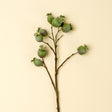 Poppy Pod Branch, Set of 24 by Mercana at Eve Furniture