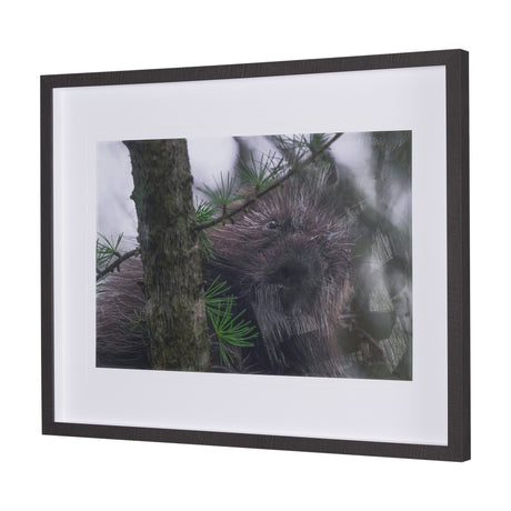Porcupine Visit by Chad Mackay a Hand Embellished Framed Photo Art Print Matted under Glass by Mercana at Eve Furniture
