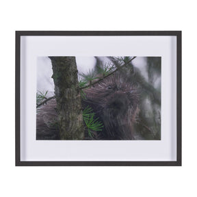 Porcupine Visit by Chad Mackay a Hand Embellished Framed Photo Art Print Matted under Glass by Mercana at Eve Furniture