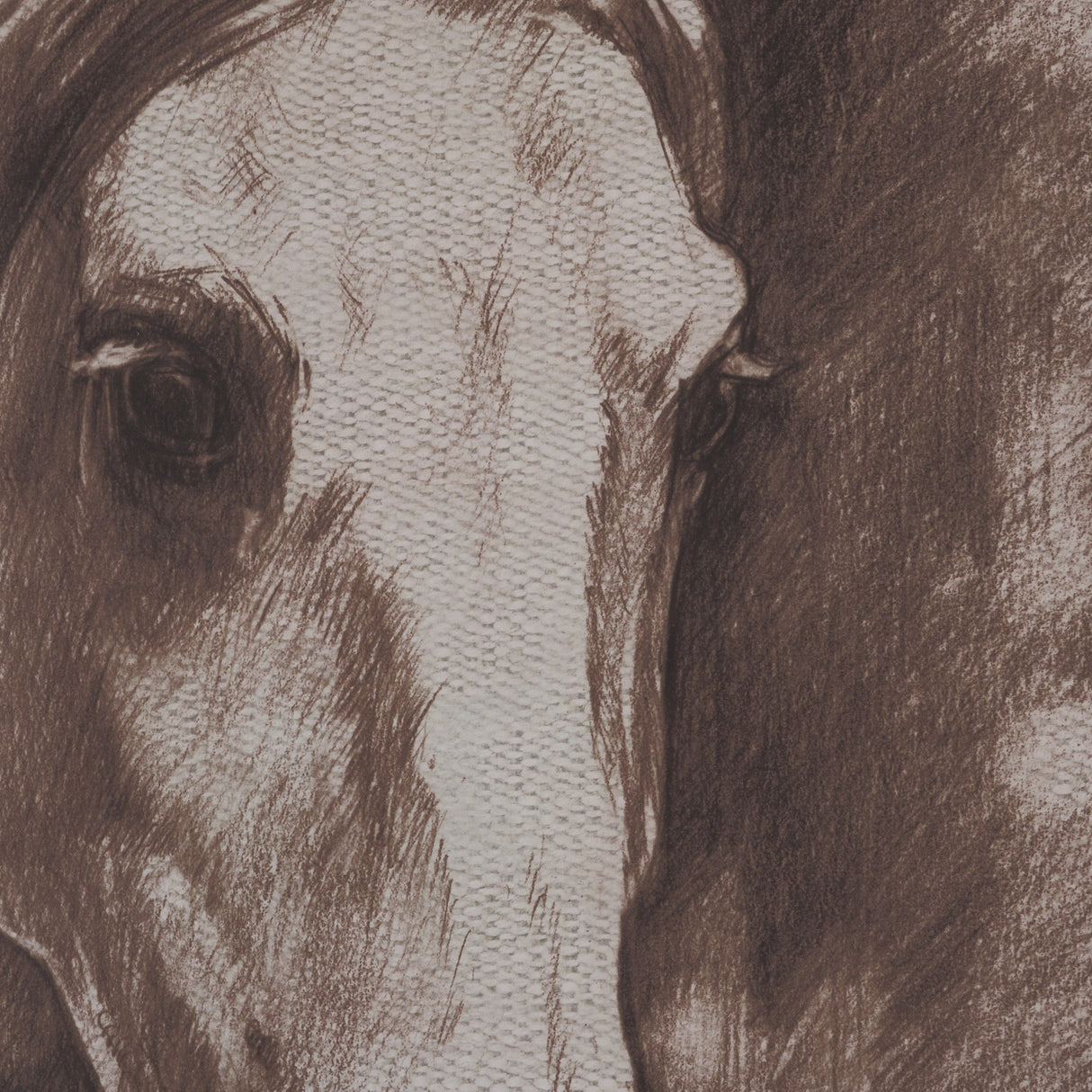 Portrait of a Thoroughbred I by Mercana Studio a Framed Art Print Matted under Glass by Mercana at Eve Furniture